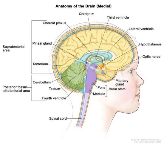 Brain Anatomy